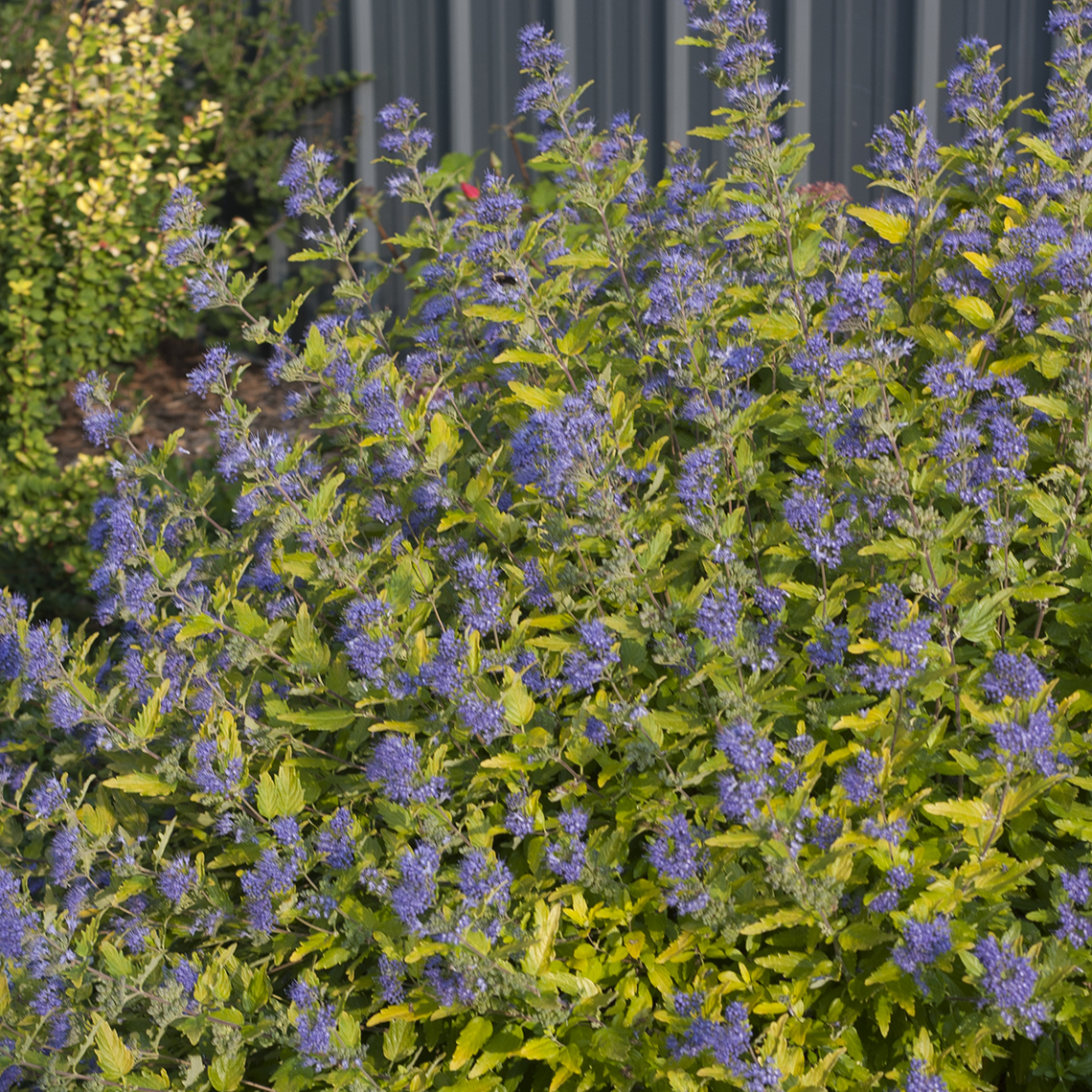 Lil' Miss Sunshine Caryopteris | Spring Meadow - wholesale liners ...